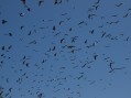 0126-1030 Australia day - bats (1266652)